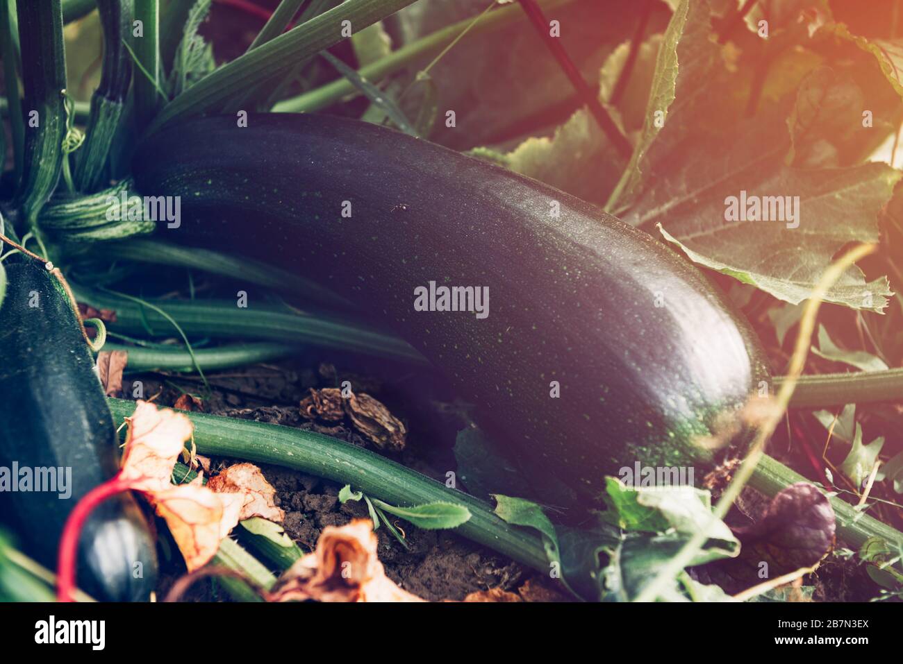 Over Ripe Zuchini Ripe zucchini growing healthy food hi-res stock photography and images ...
