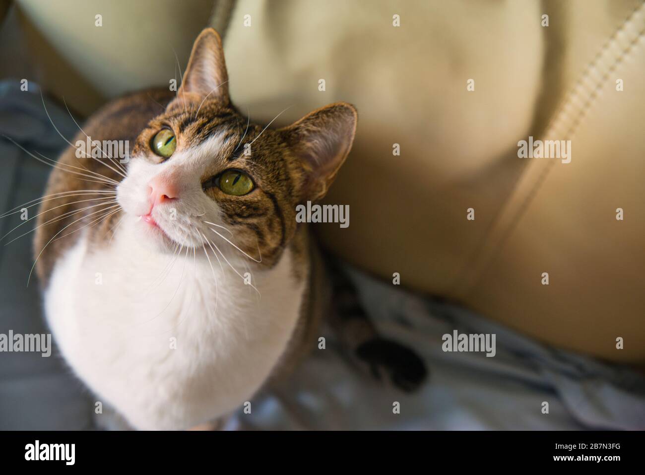 Tabby and white cat looking up. Stock Photo