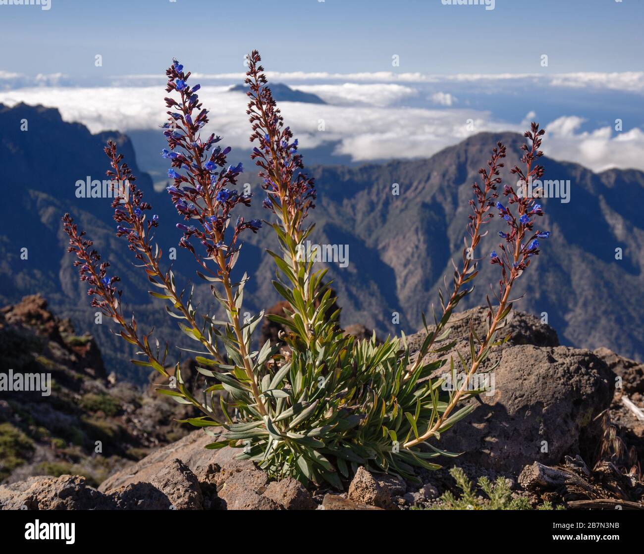 Echium gentianoides, La Palma endemic Bugloss of the Cañadas region in his natural habitat Stock Photo