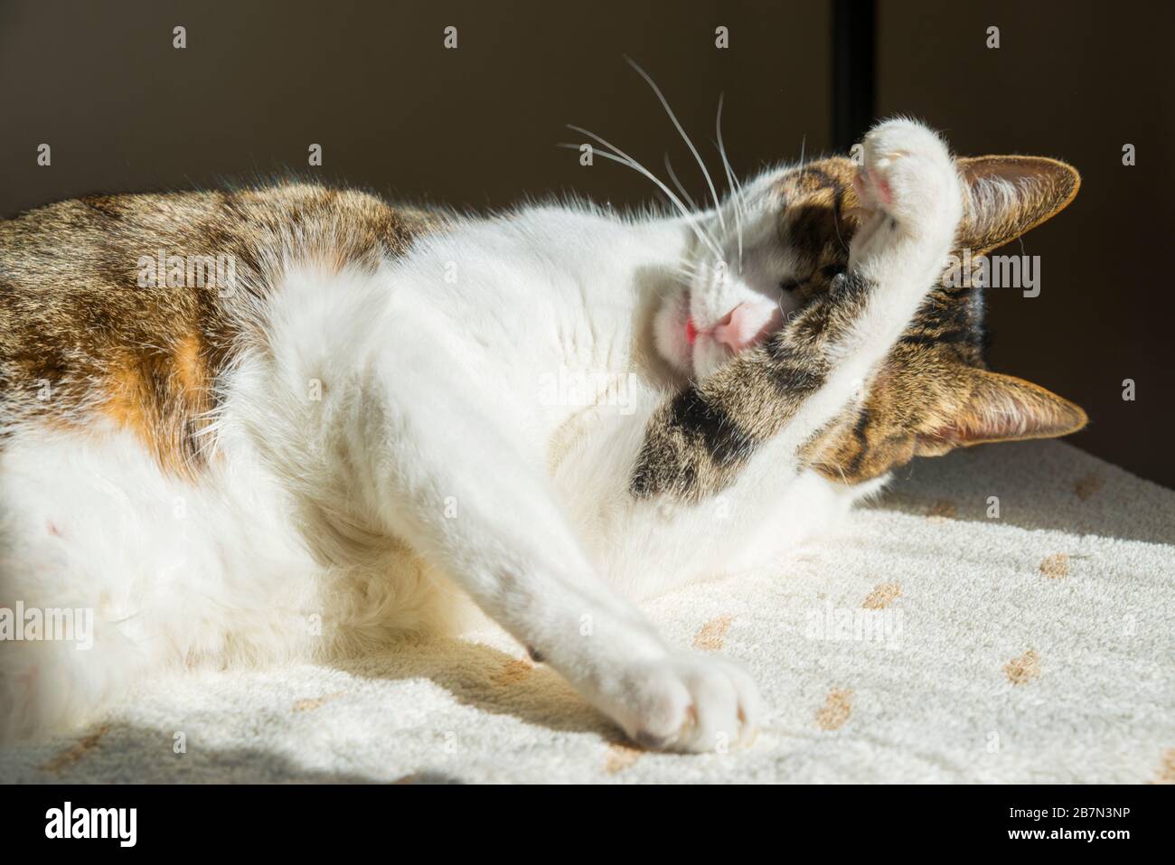 Tabby and white cat washing himself up Stock Photo - Alamy
