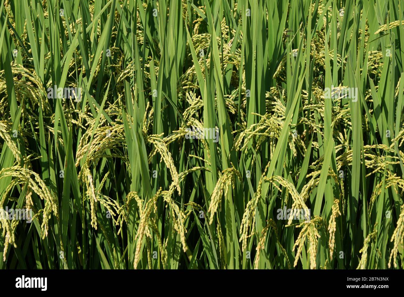 Golden brown harvested rice hi-res stock photography and images - Alamy