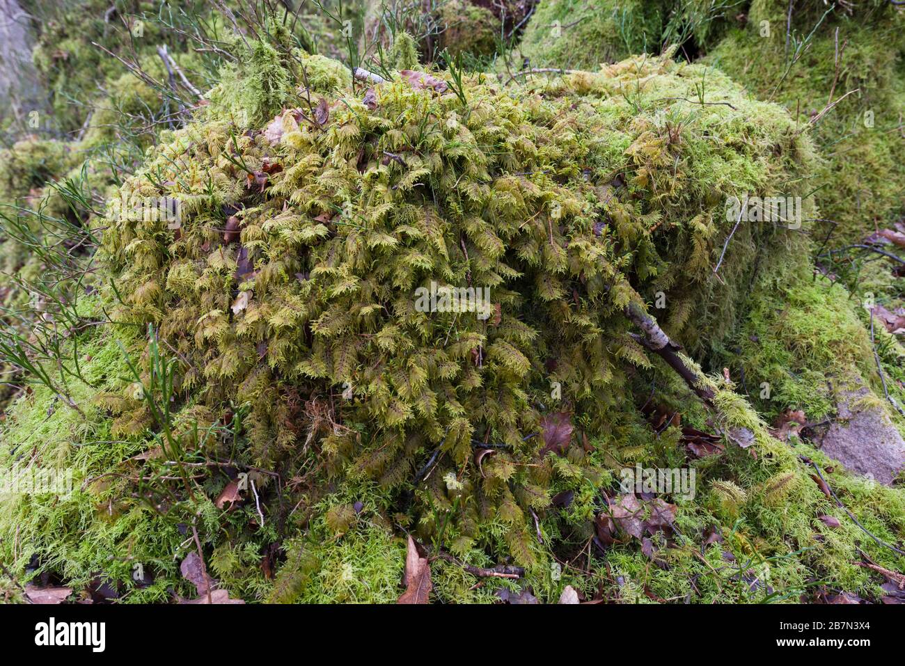 Mountain Fern Moss (Hylocomium splendens) growing on a tree stump,  Peak District National Park, England Stock Photo