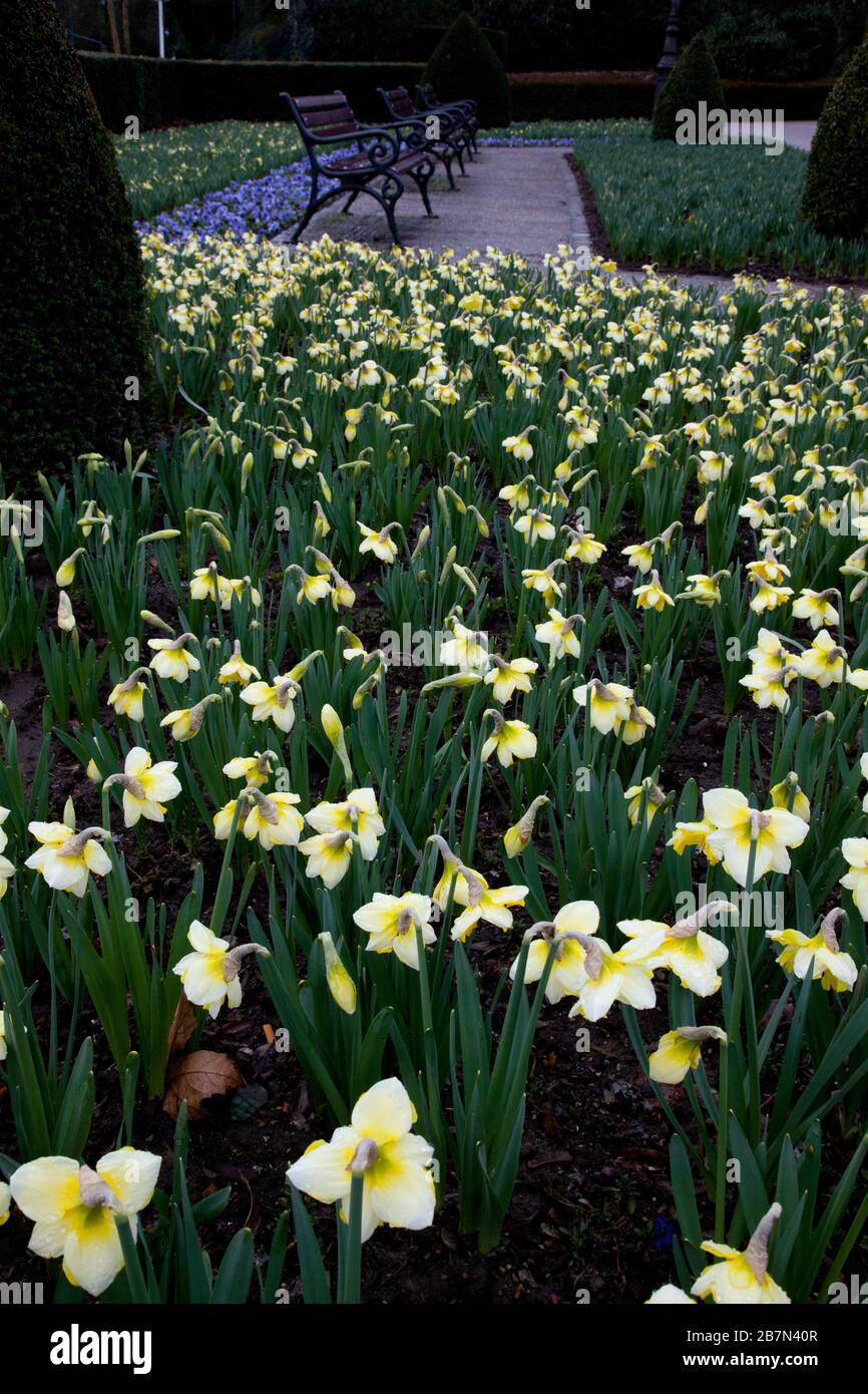 pale yellow daffodilsi a park with benches and blue flowers in the background Stock Photo