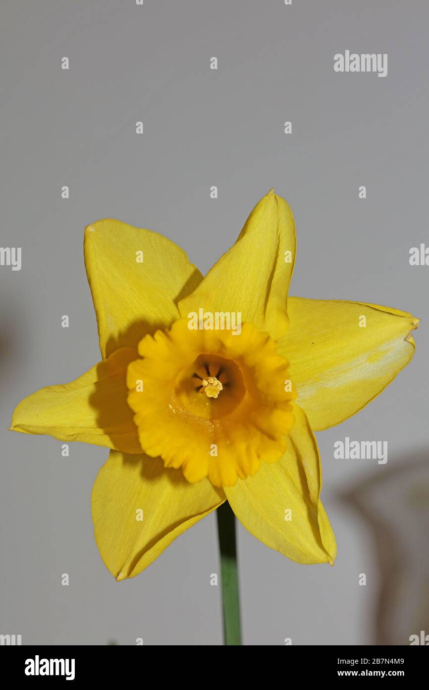 Yellow narcissus flower macro background high quality pseudonarcissus family amaryllidaceae Stock Photo