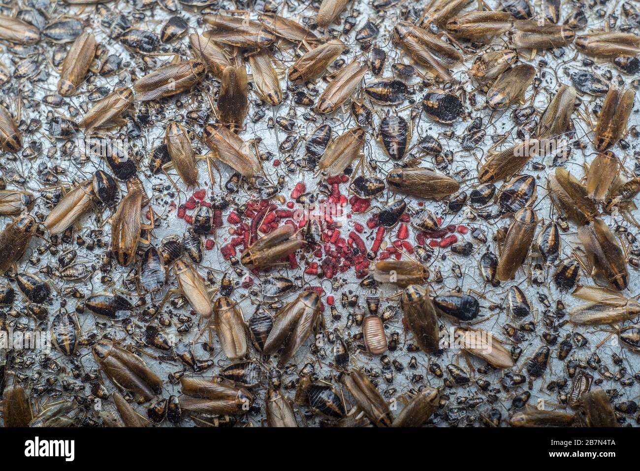Wild life animal. closeup, the texture of indoor cockroaches, catching paws on a sticky special trap from cockroaches. Closeup Destruction and control Stock Photo