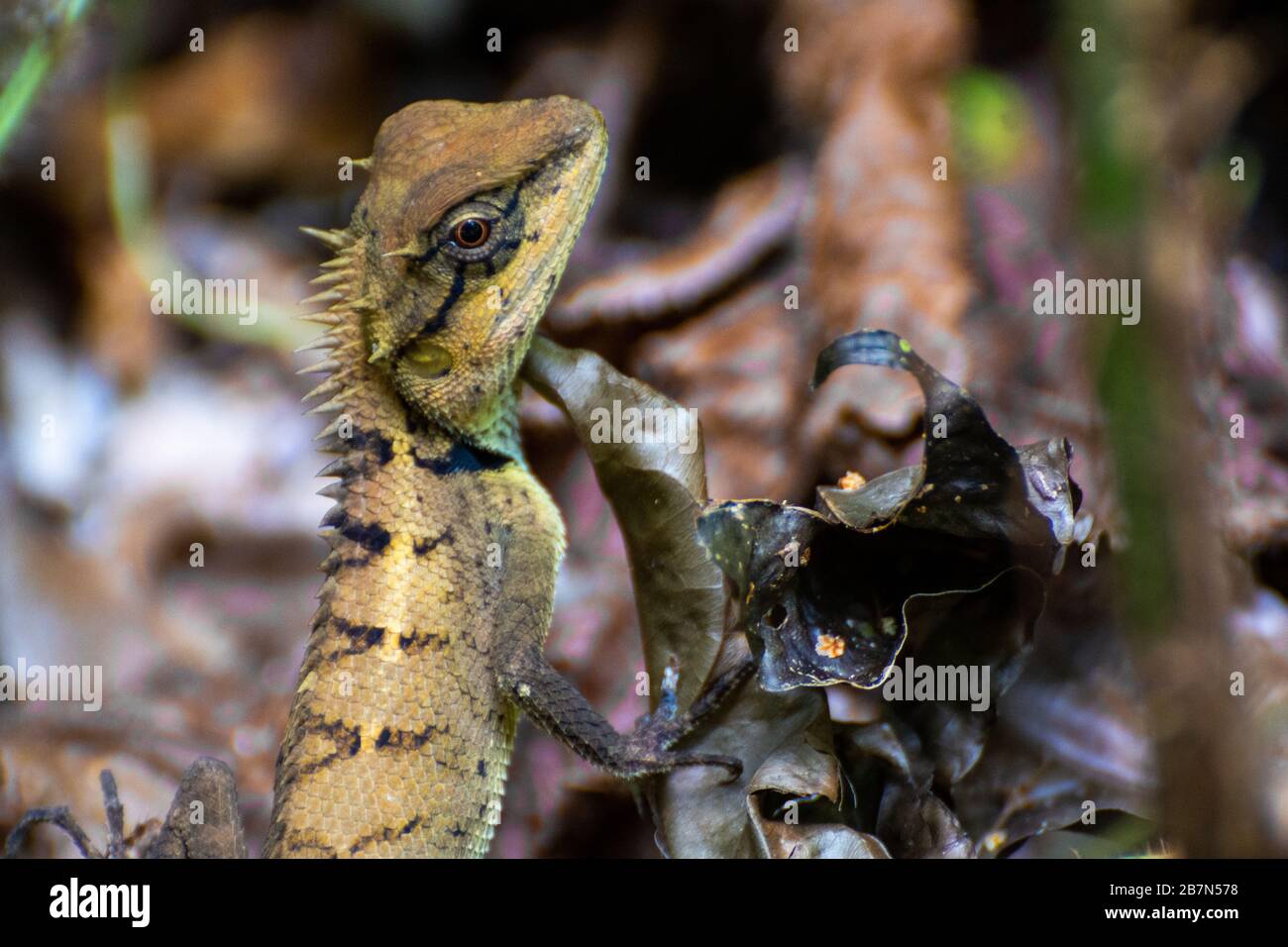 A lizard in Southeast Asia Stock Photo