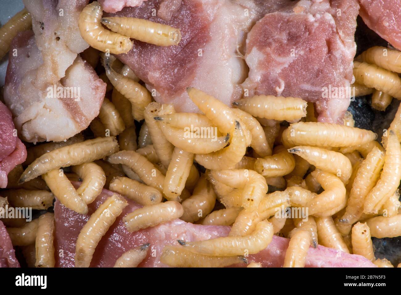 Maggots meat hi-res stock photography and images - Alamy