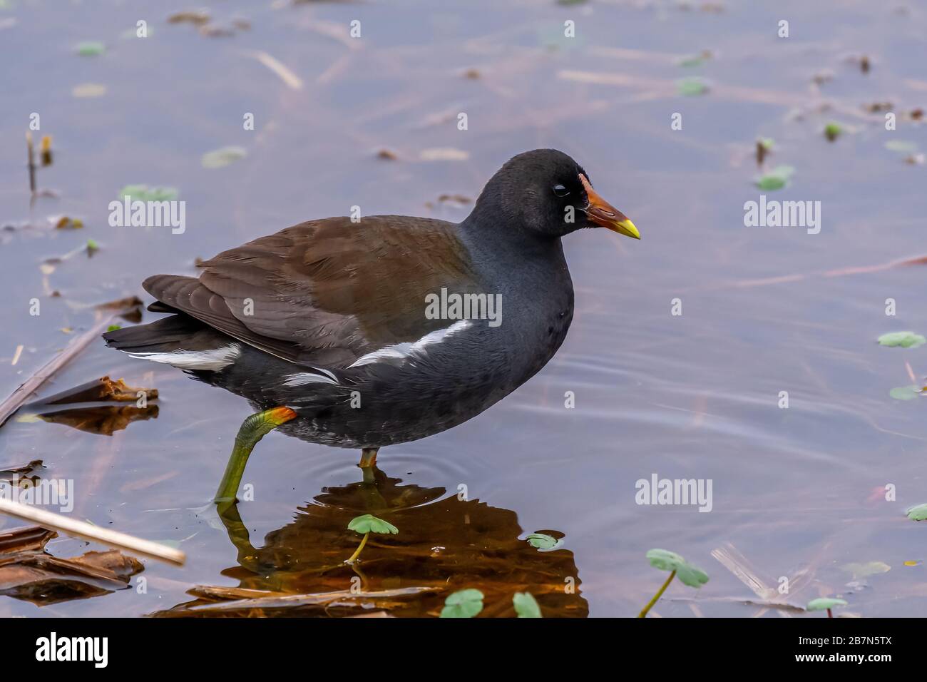 A Common Gallinule (Gallinula galeata) wading in the waters of the Savannah National Wildlife Refuge in Georgia, USA. Stock Photo