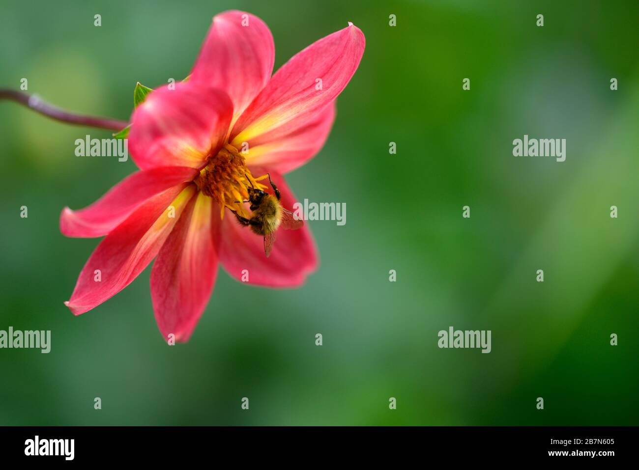 dahlia,peony dahlias,seedling,peach orange flowers,flowering,bee feeding,bee friendly,wildlife gardening,RM floral Stock Photo