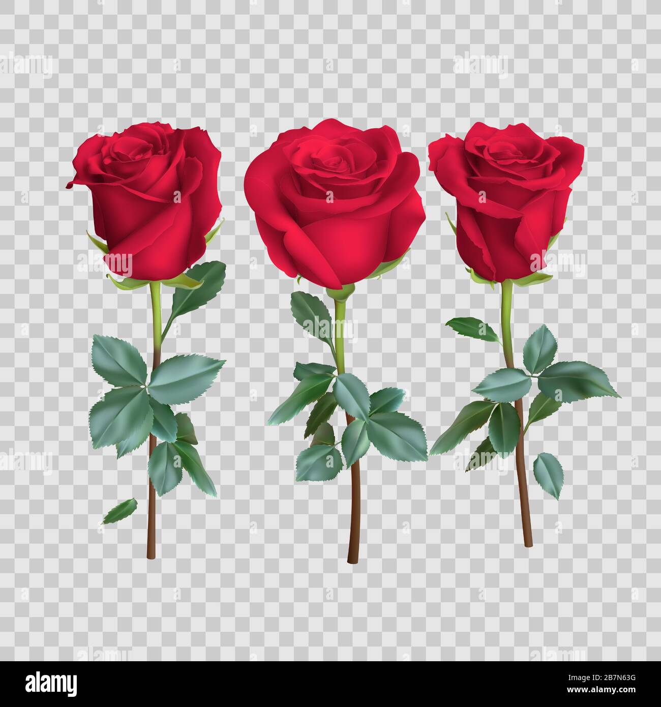 realistic rose design isolated on background, vector illustration Stock ...