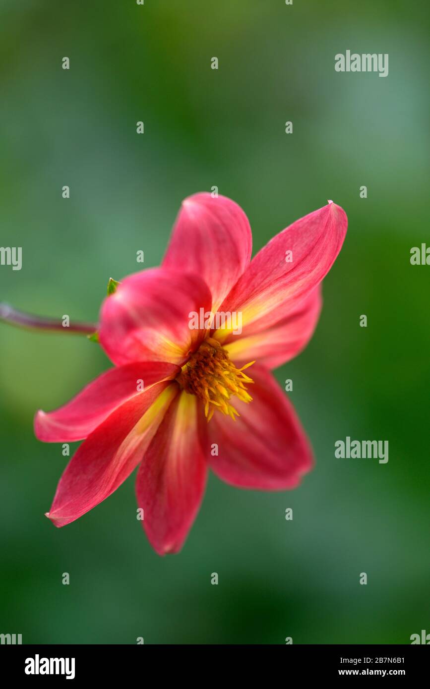 dahlia,peony dahlias,seedling,peach orange flowers,flowering,flower,bee friendly,wildlife friendly,nectar rich,RM floral Stock Photo