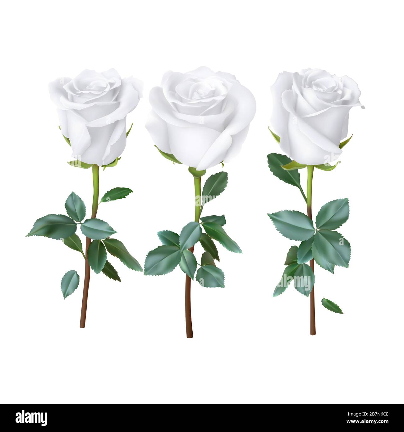 realistic rose design isolated on background, vector illustration Stock ...