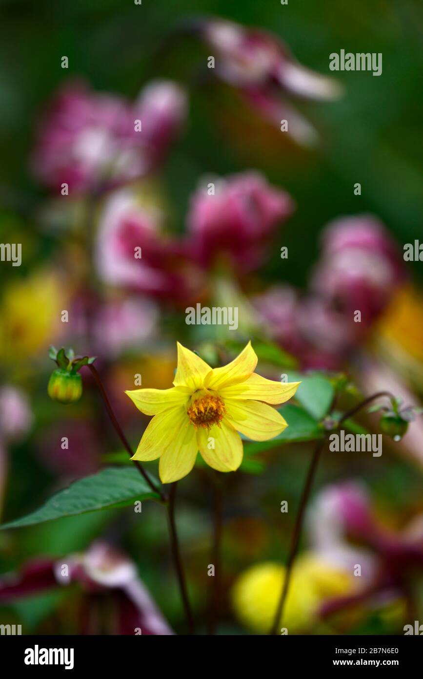 dahlia,peony dahlias,seedling,yellow flowers,flowering,flower,bee friendly,wildlife friendly,nectar rich,RM floral Stock Photo