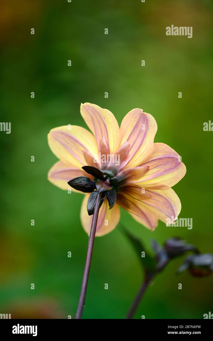 dahlia,peony dahlias,seedling,orange apricot flowers,flowering,flower,bee friendly,wildlife friendly,nectar rich,view from behnd,back of dahlia flower Stock Photo