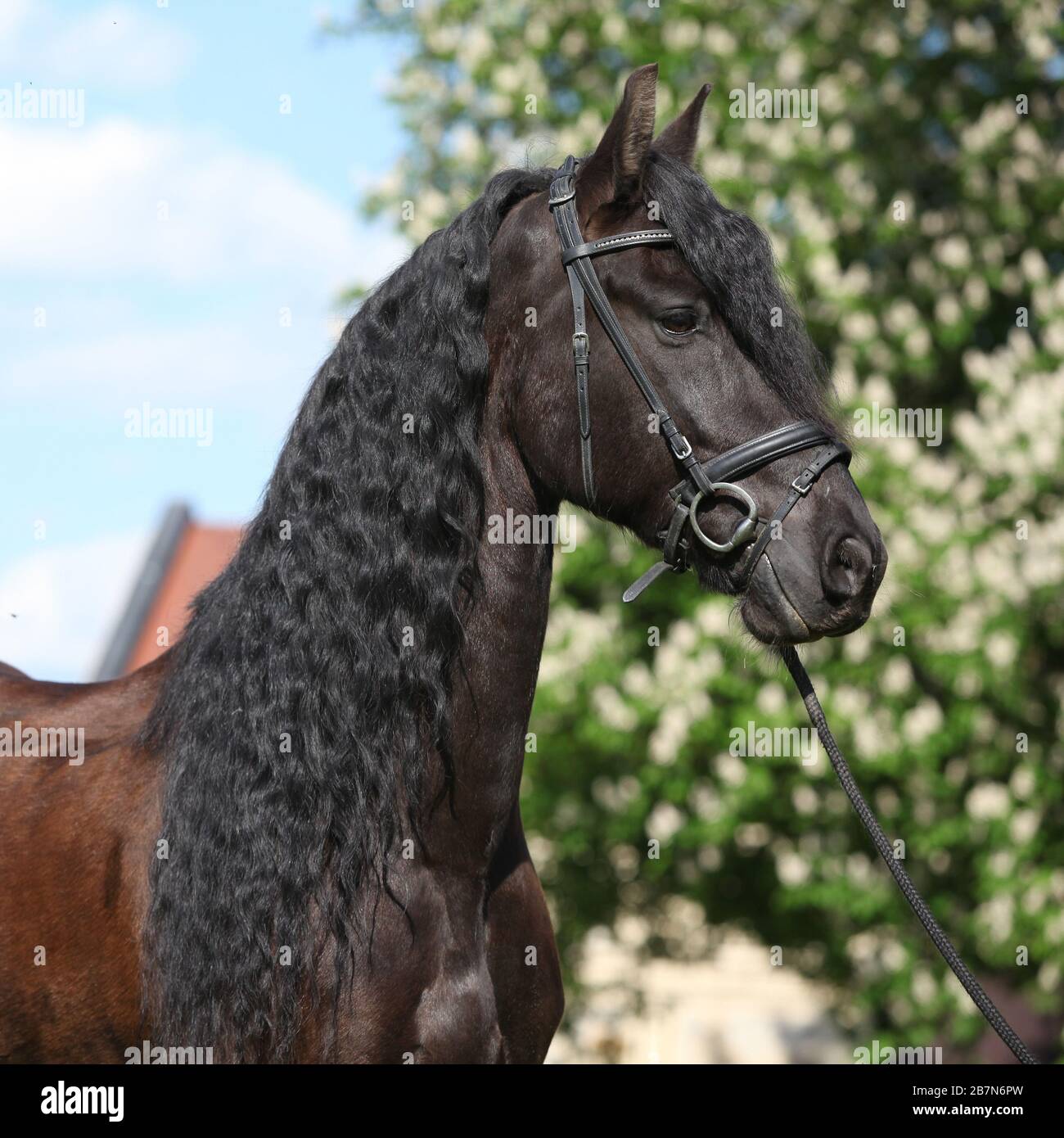 Friesian horse standing on the grass alone Stock Photo Alamy