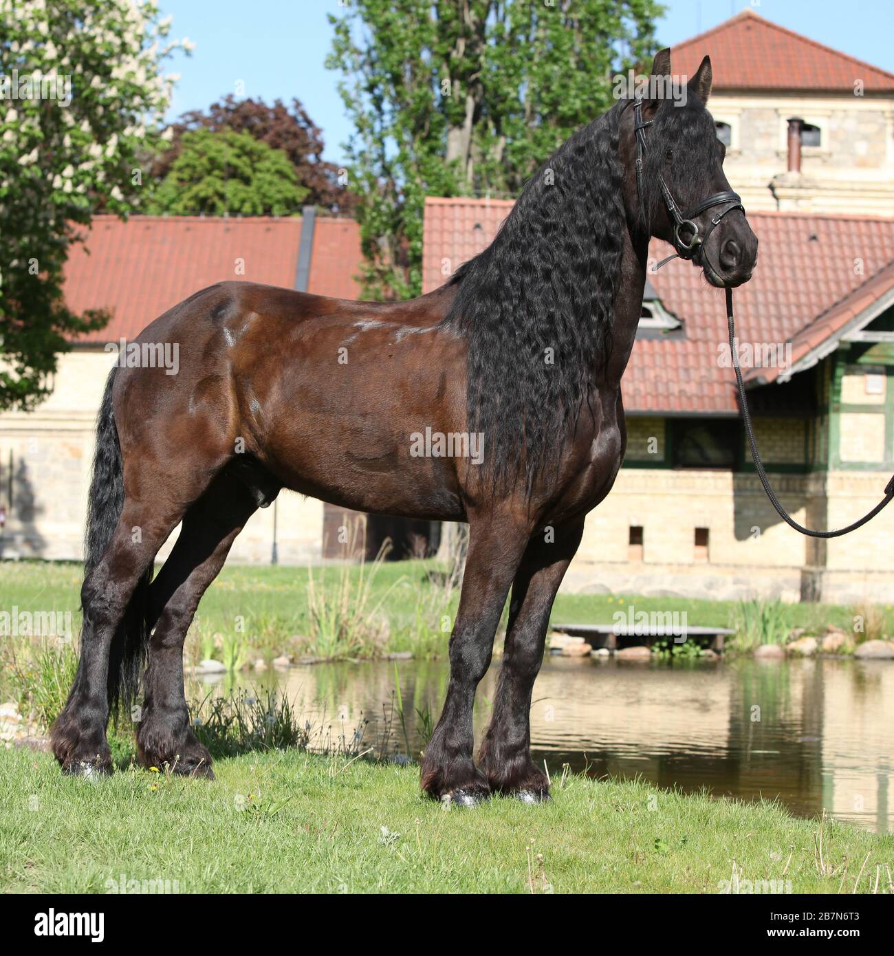Friesian horse standing on the grass alone Stock Photo Alamy