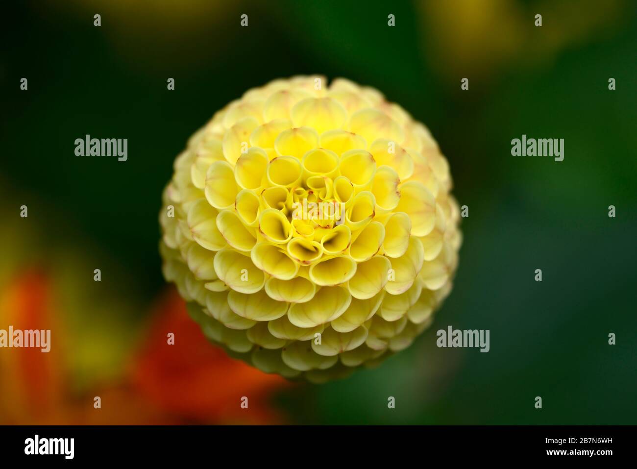 dahlia,pompom dahlias,seedling,yellow pompom flowers,flowering,flower