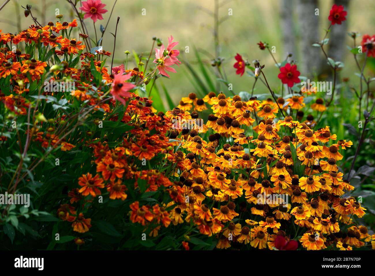 Helenium Sahin's Early Flowerer,orange,flower,flowers,flowering,garden ...