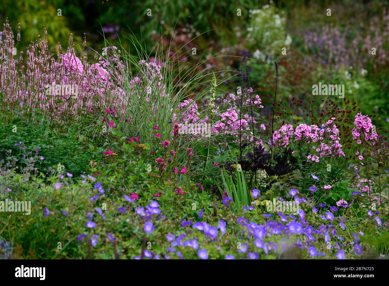 phlox,persicaris,geranium,cimicifuga,purple,blue,flowers,flowering,mixed perennial border,mixed planting scheme,RM Floral Stock Photo