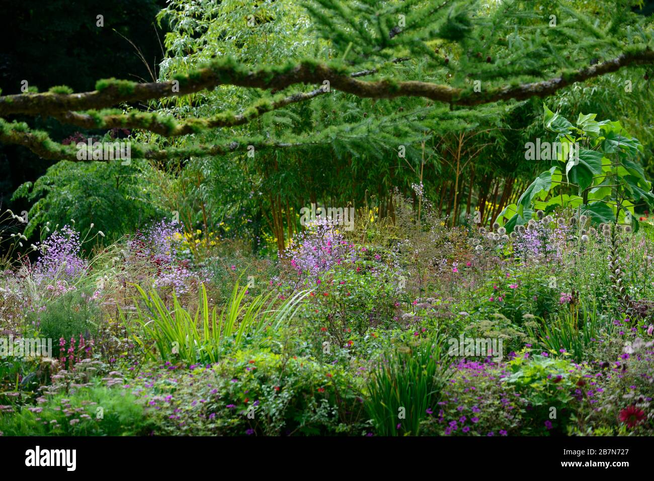 Garden, gardens,perennial,perennials,larch,frame,framed,framing,beds,border,borders,mix,mixed,combination,iconic,j Stock Photo