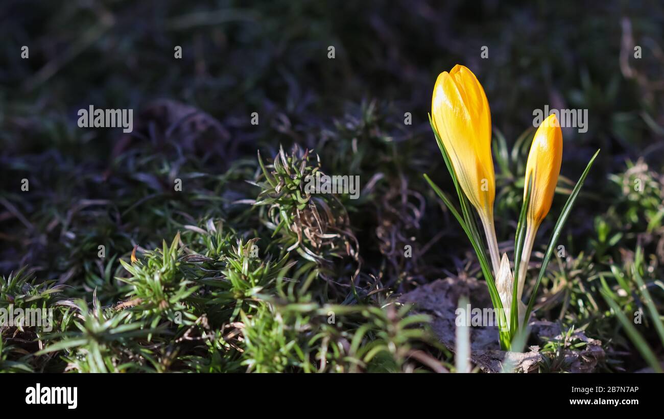 The first yellow crocuses in the spring garden. Botanical concept Stock Photo