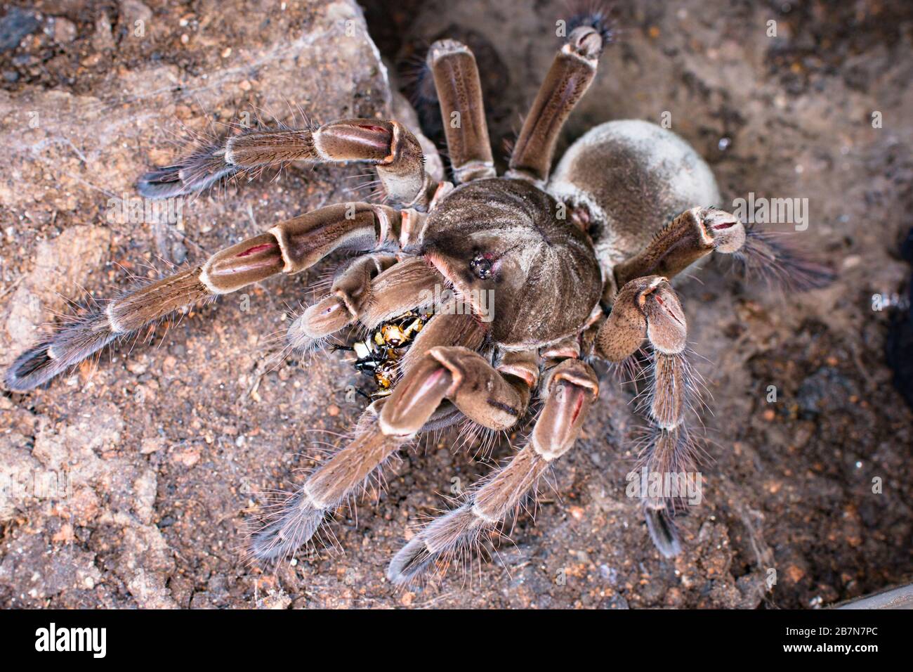 Sub-adult female of Theraphosa Stirmi, one of the largest tarantula(Theraphosidae) spieces from South America. Stock Photo