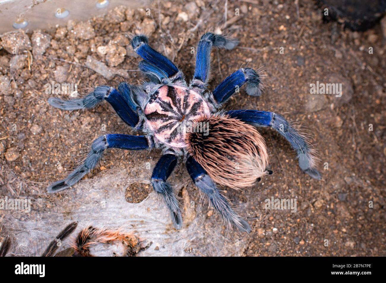 Xenesthis sp. Blue, One of the most colorful Theraphosidae spieces from Colombia, South America Stock Photo