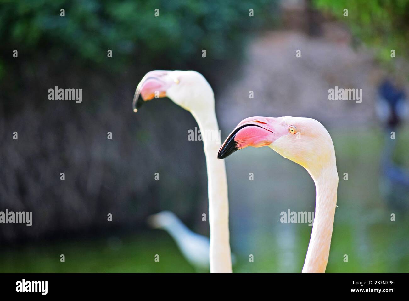 a Flamingo in south of Iran, Kish island Stock Photo
