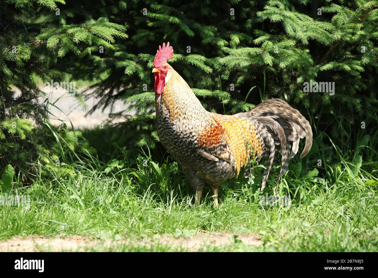 Colorful rooster moving alone in green nature Stock Photo Alamy