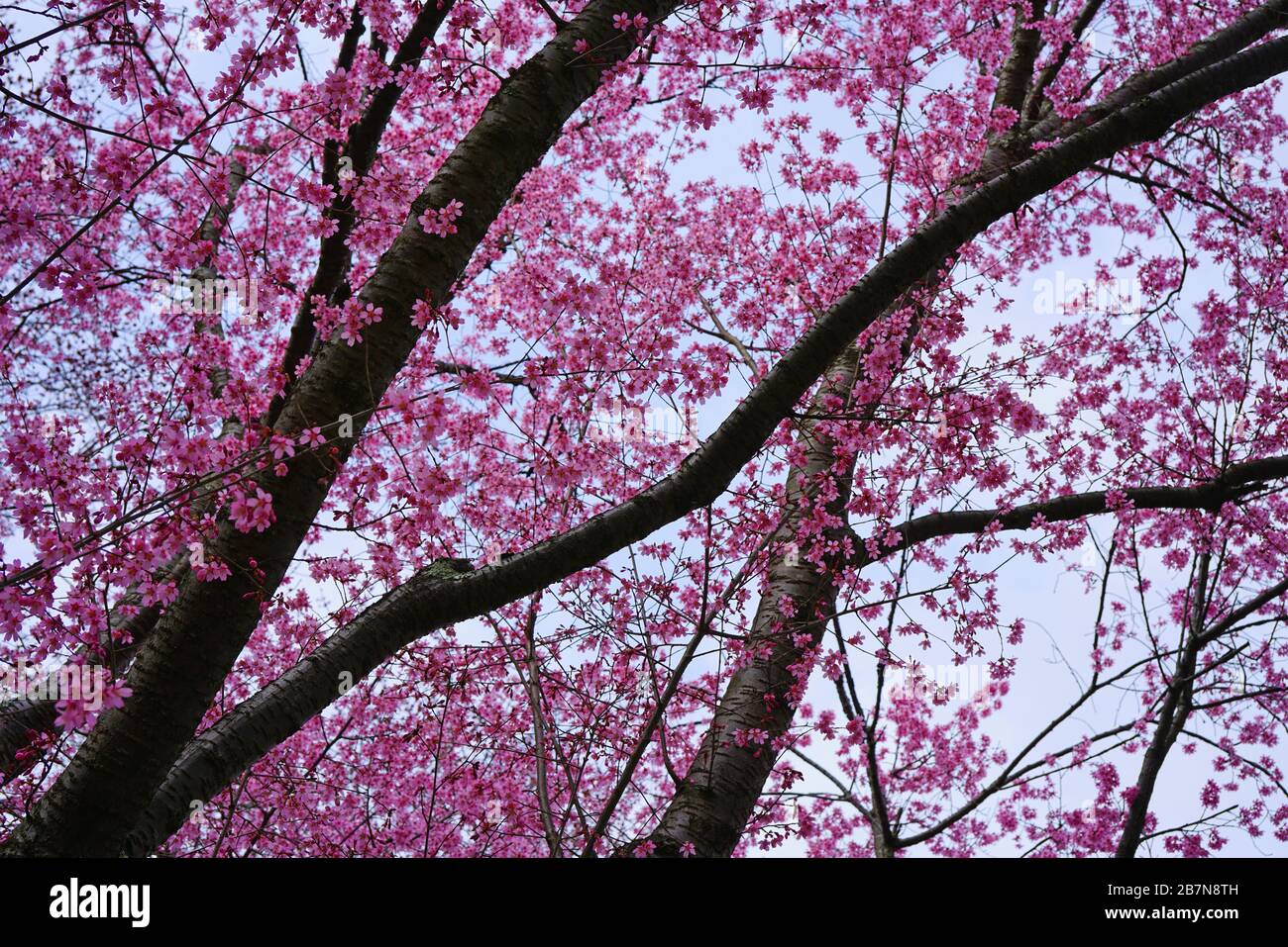 Branches of colorful pink cherry blossoms from a prunus tree in the ...