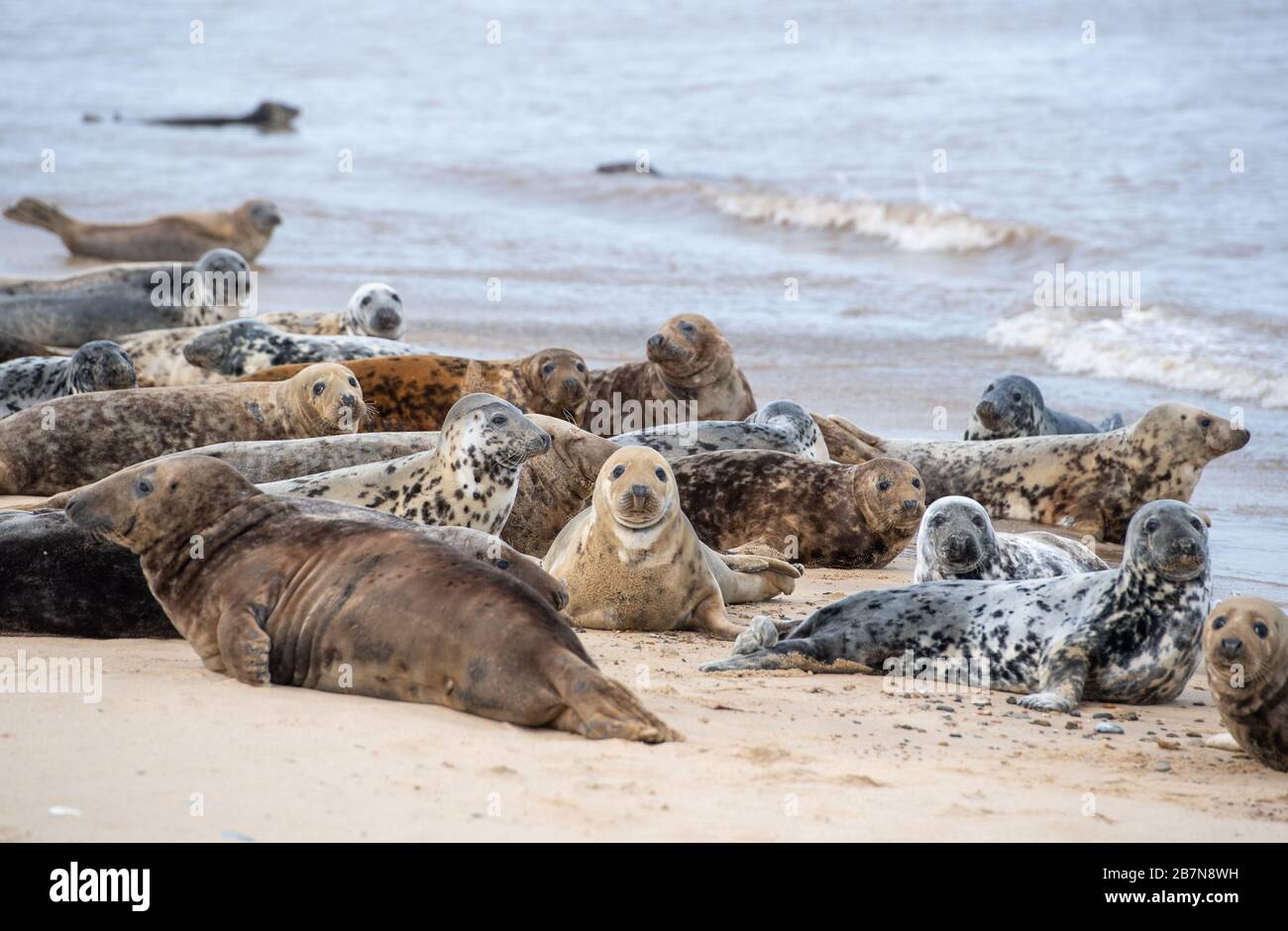 Some of the estimated 2,500 Atlantic grey seals on Horsey Beach in Norfiolk, where they gather every year to moult their worn out fur and grow new sleeker coats. Stock Photo