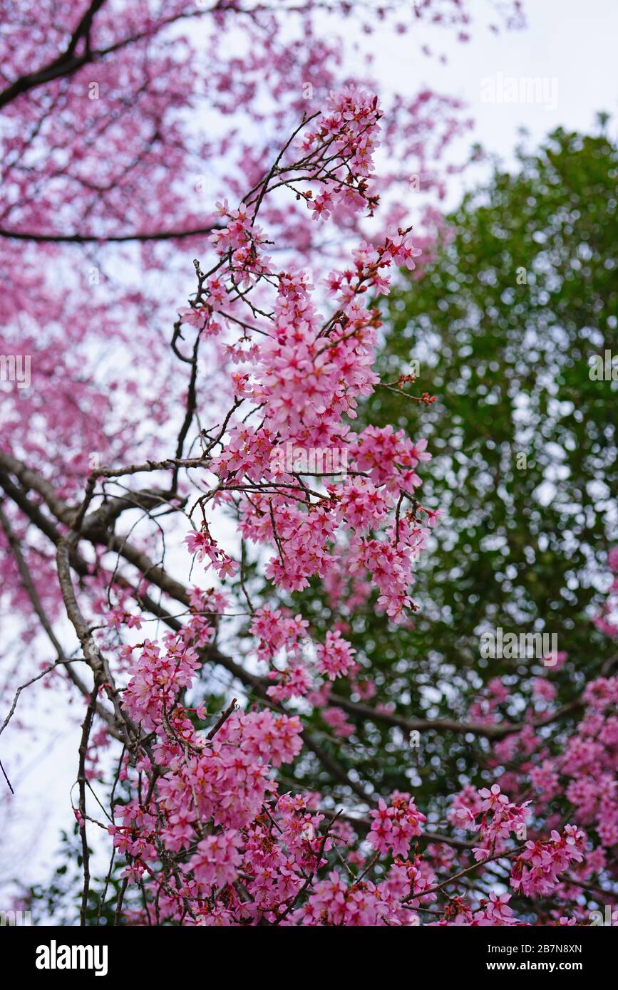 Branches of colorful pink cherry blossoms from a prunus tree in the ...