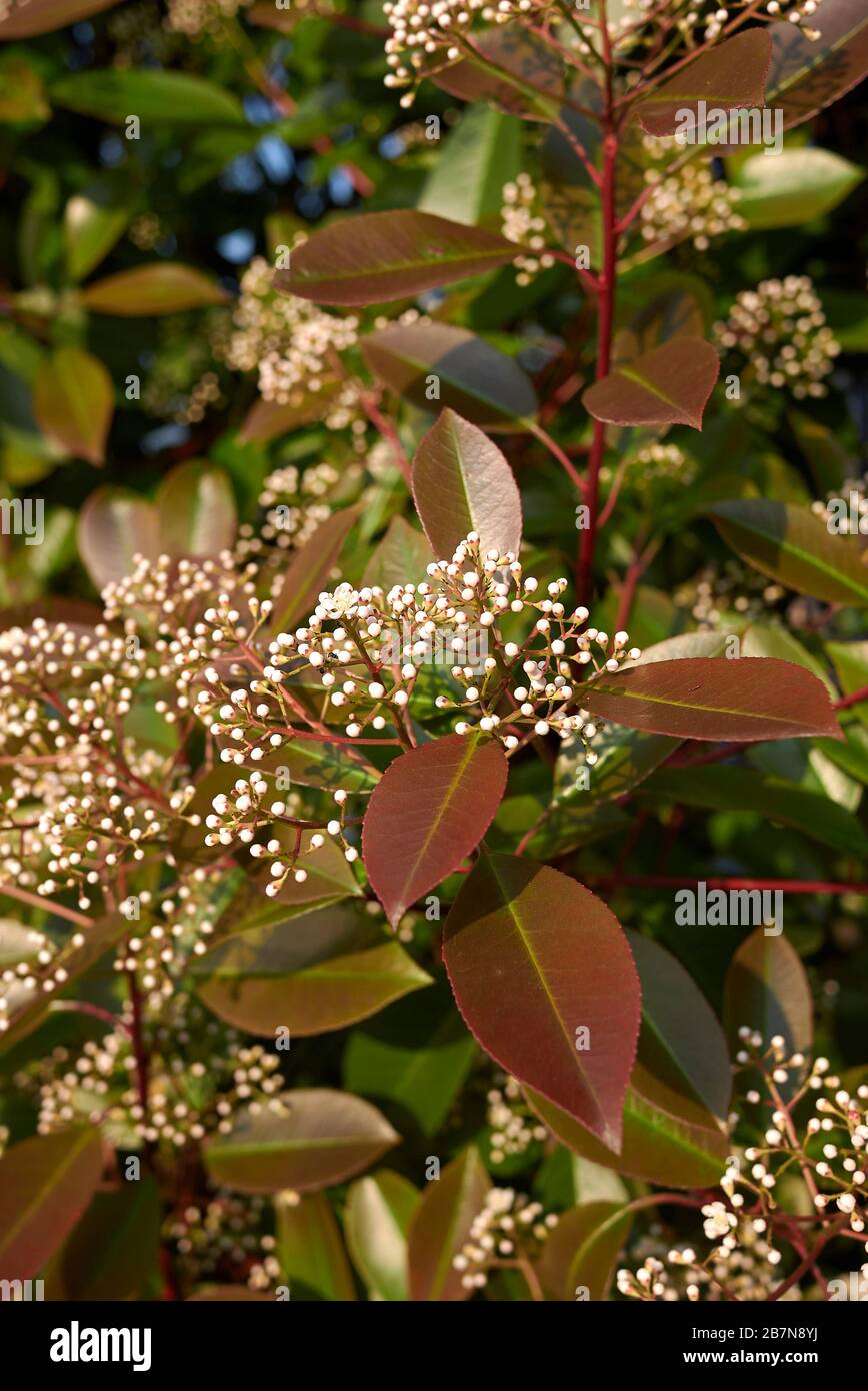 Japanese photinia hi-res stock photography and images - Alamy