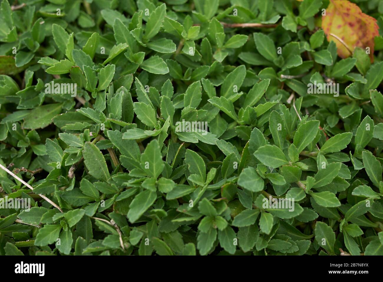 Phyla nodiflora Stock Photo