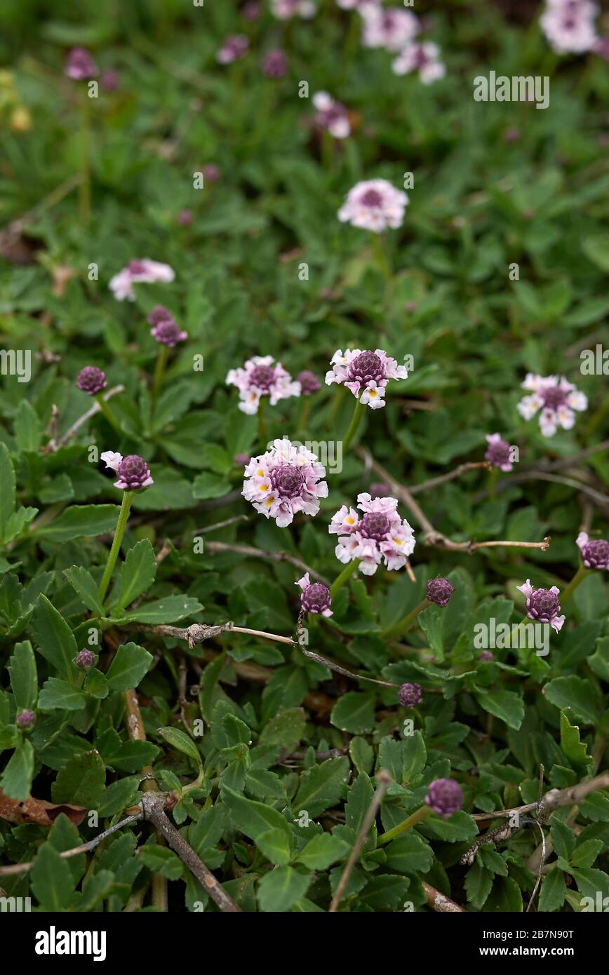 Phyla nodiflora Stock Photo