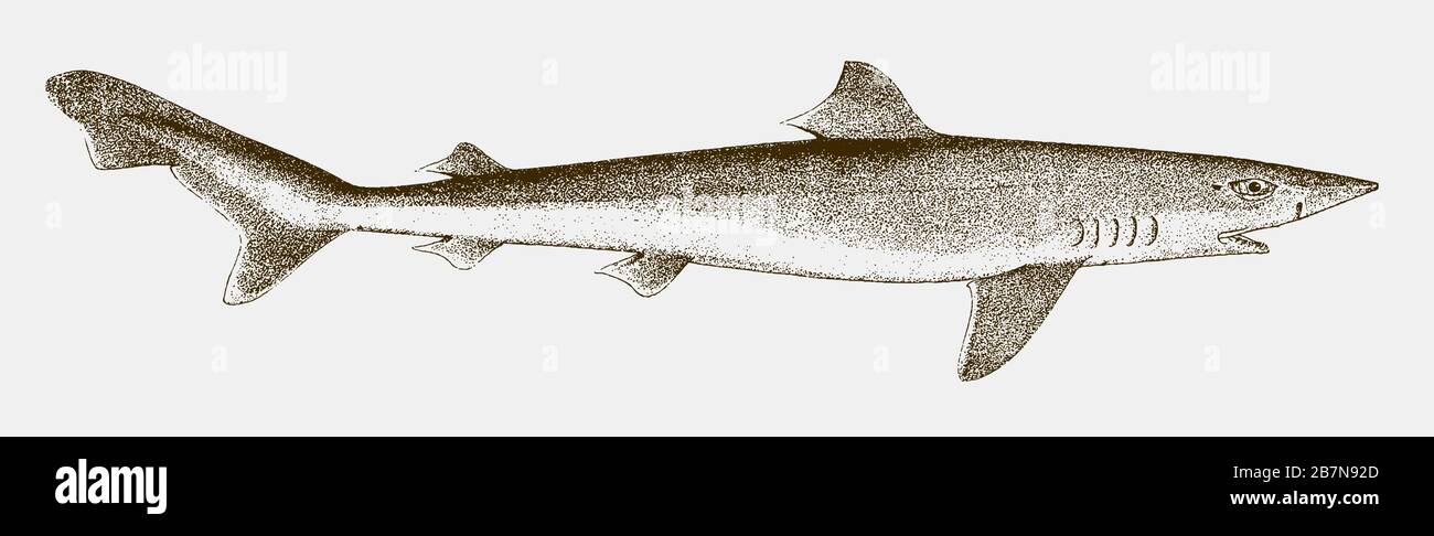 Threatened school shark, galeorhinus galeus in side view Stock Vector