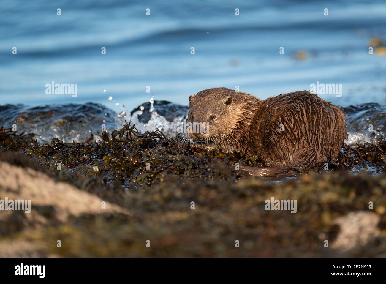 European Otter Cub (Lutra lutra) resting on loch shore Stock Photo