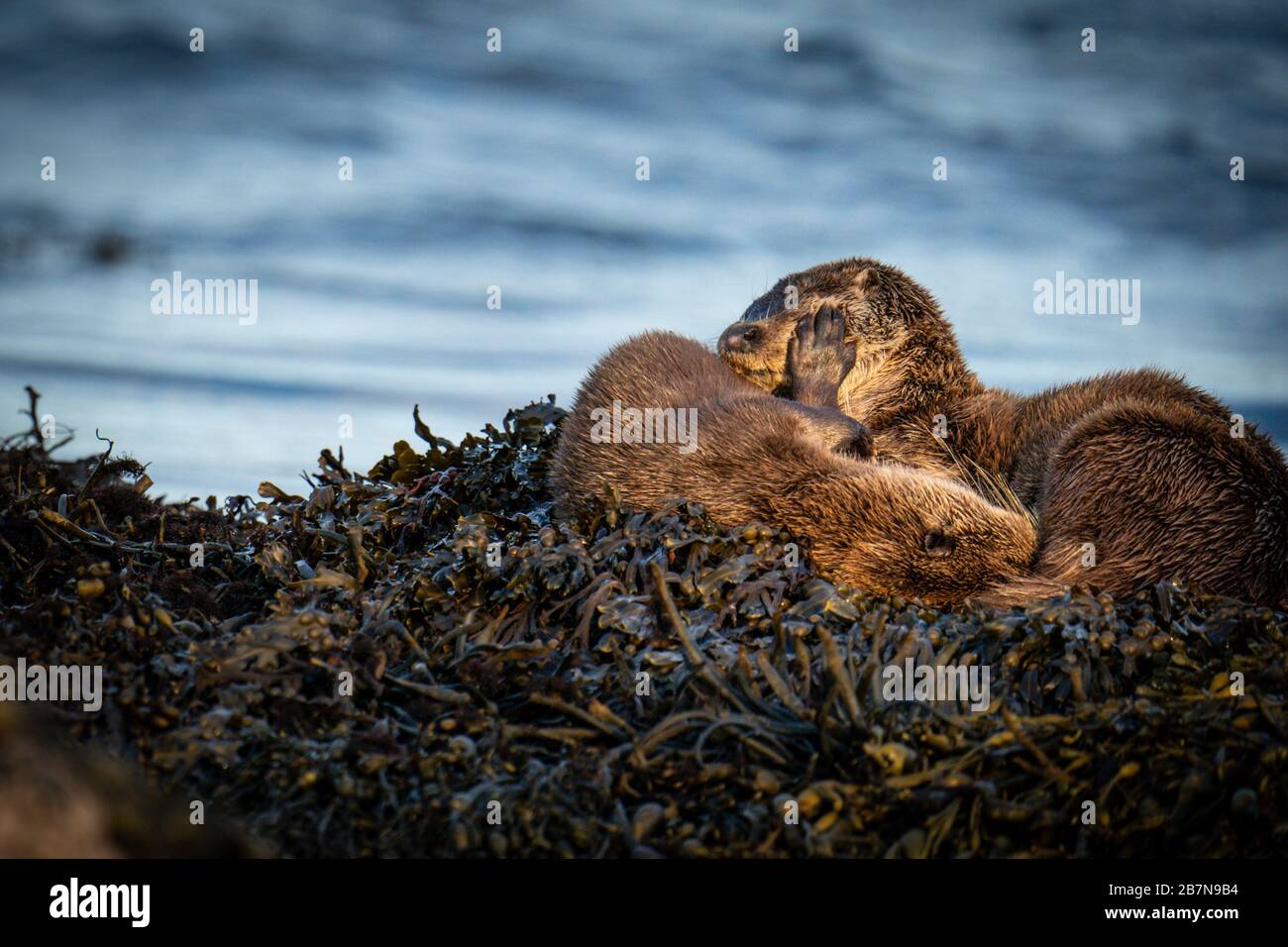 Close up of European Otter  (Lutra lutra) mother and cub sleeping on a bed of kelp Stock Photo