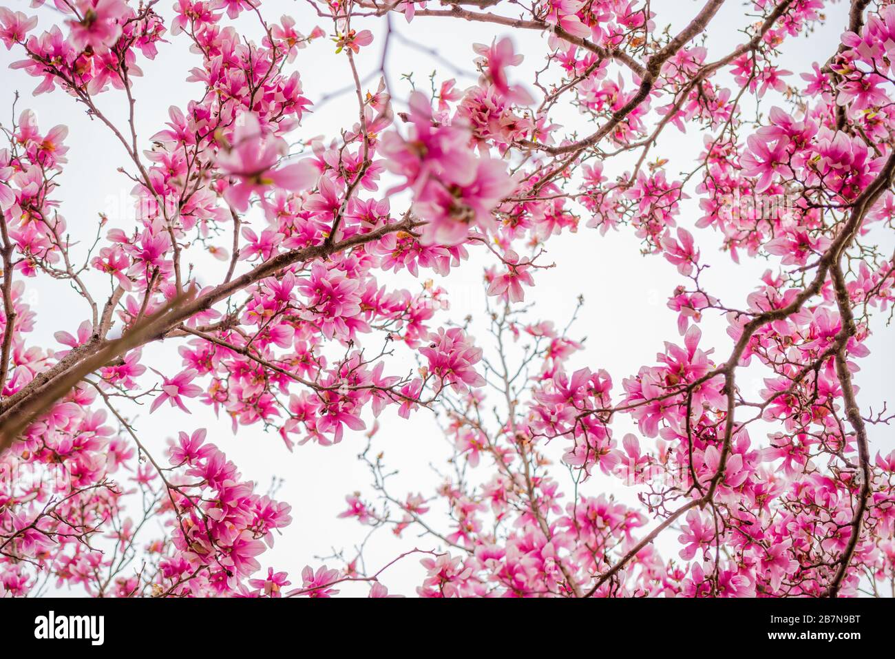 Pink Magnolia Flower Blossom Stock Photo - Alamy