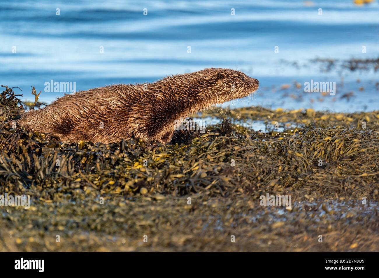 Young European Otter Cub on the shore, waiting expectantly for its mothers return Stock Photo