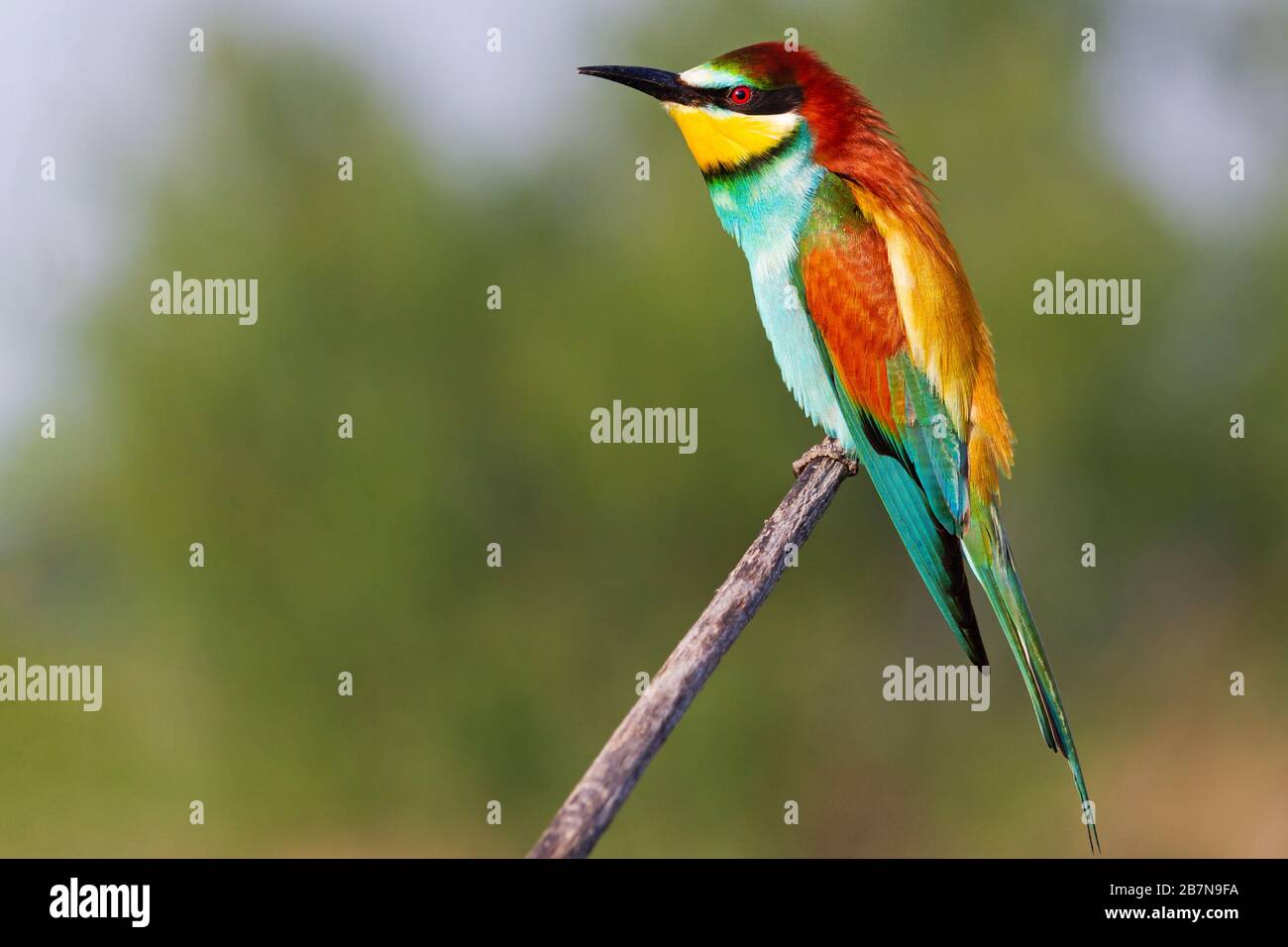 beautiful bee-eater sitting on a branch Stock Photo