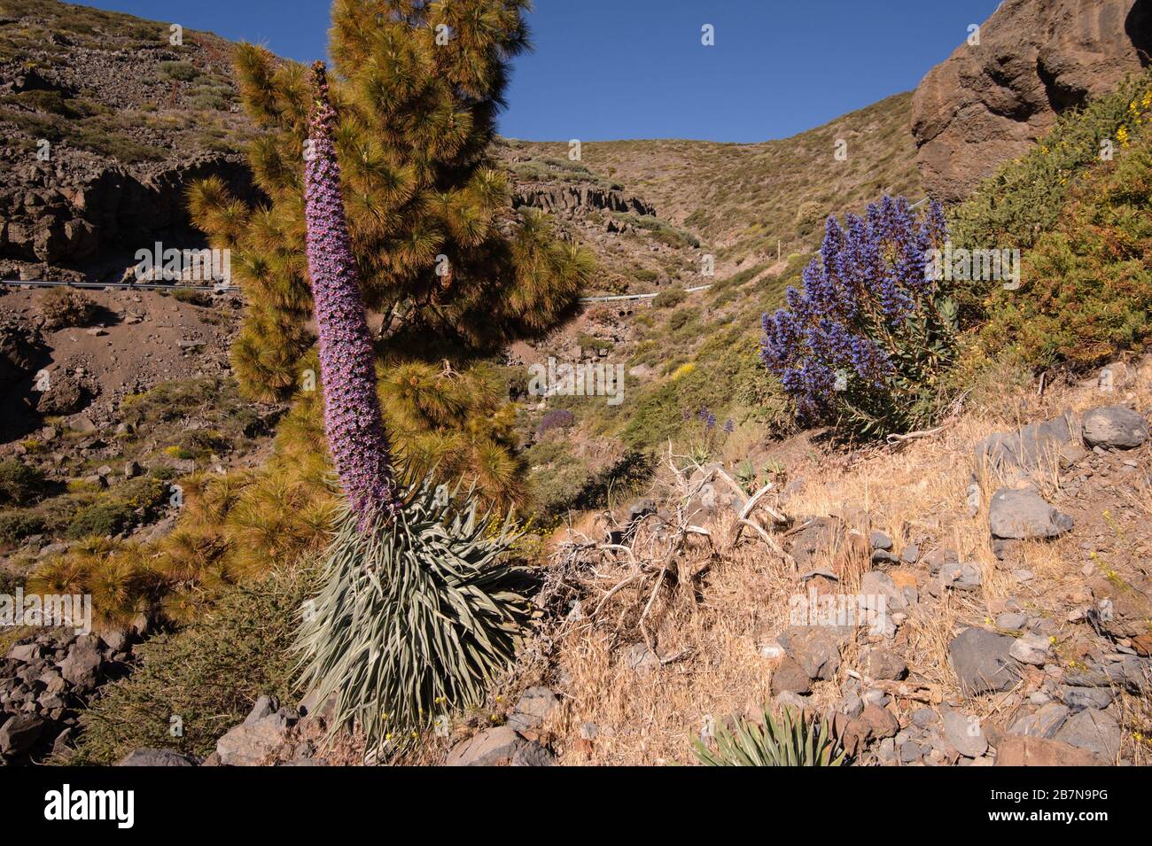 Echium wildpretii ssp. trichosiphon, an endemic subspecies of La Palma and Echium gentianoides (La Palma endemic) in their natural habitat Stock Photo