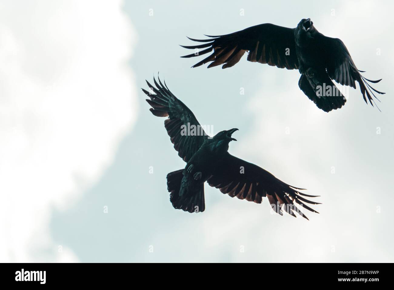 black crows fly spreading their wings Stock Photo - Alamy