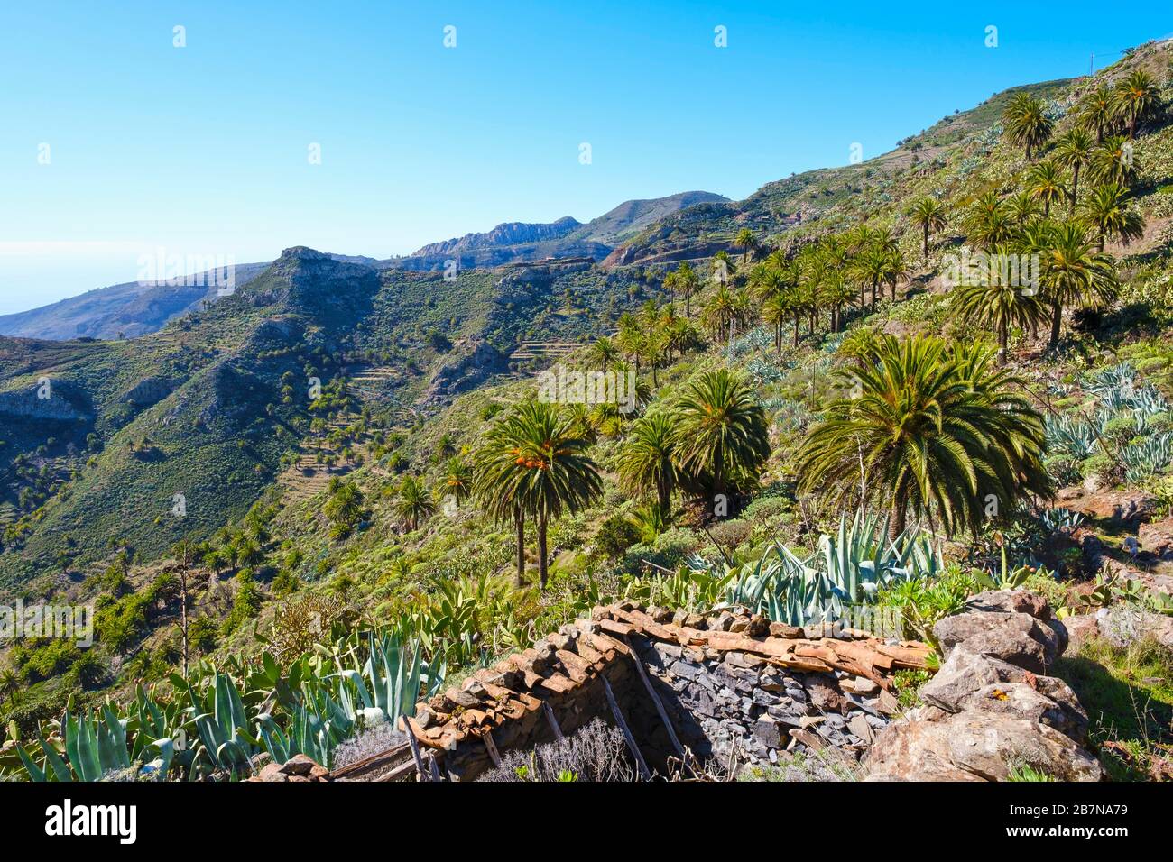 House ruin and Canary Island date palms (Phoenix canariensis), near Degollada de Pereza, near San Sebastian, La Gomera, Canary Islands, Spain Stock Photo