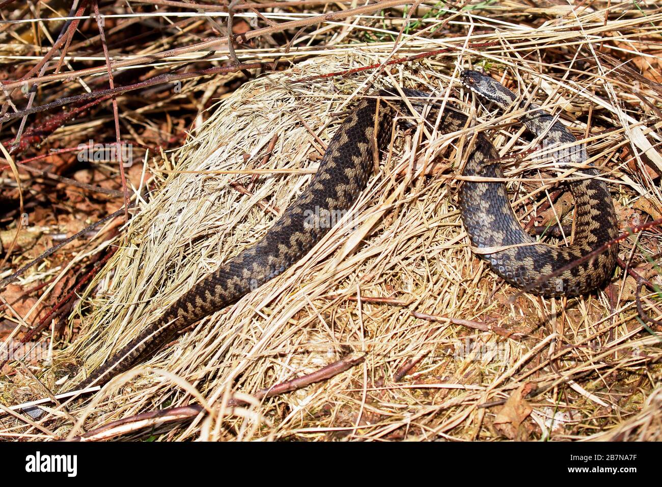 Common European viper (Vipera berus) sunning herself in her hiding place, Schleswig-Holstein, Germany Stock Photo