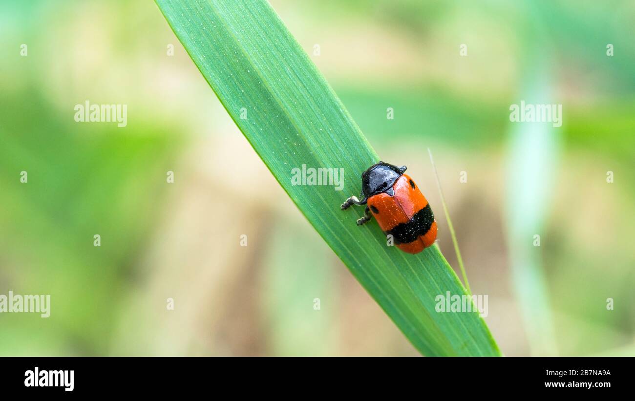 Ant bag beetle, Clytra Laeviuscula, on a leaf, red leaf beetle Stock Photo