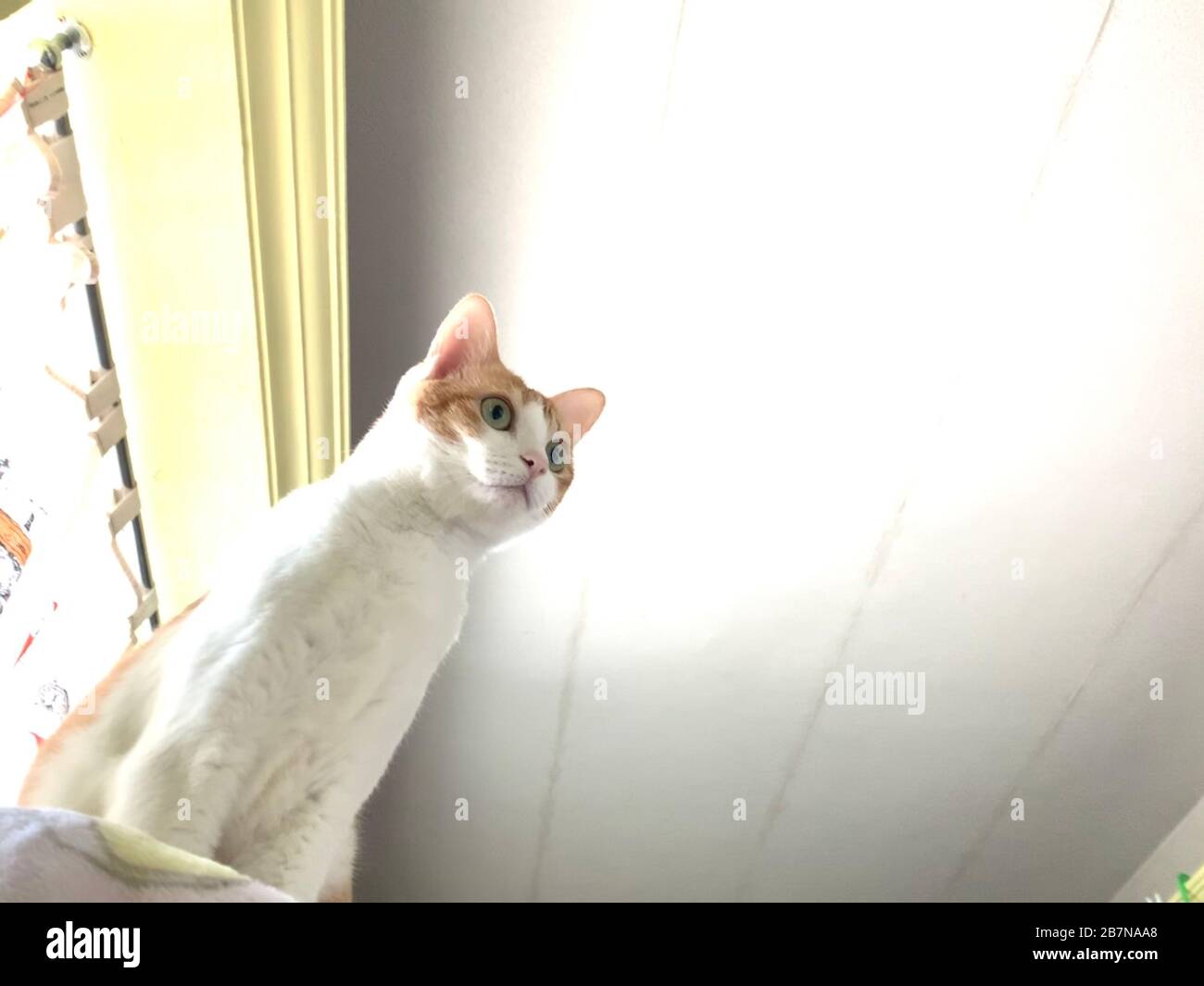 ginger cat in the home curiously watching Stock Photo
