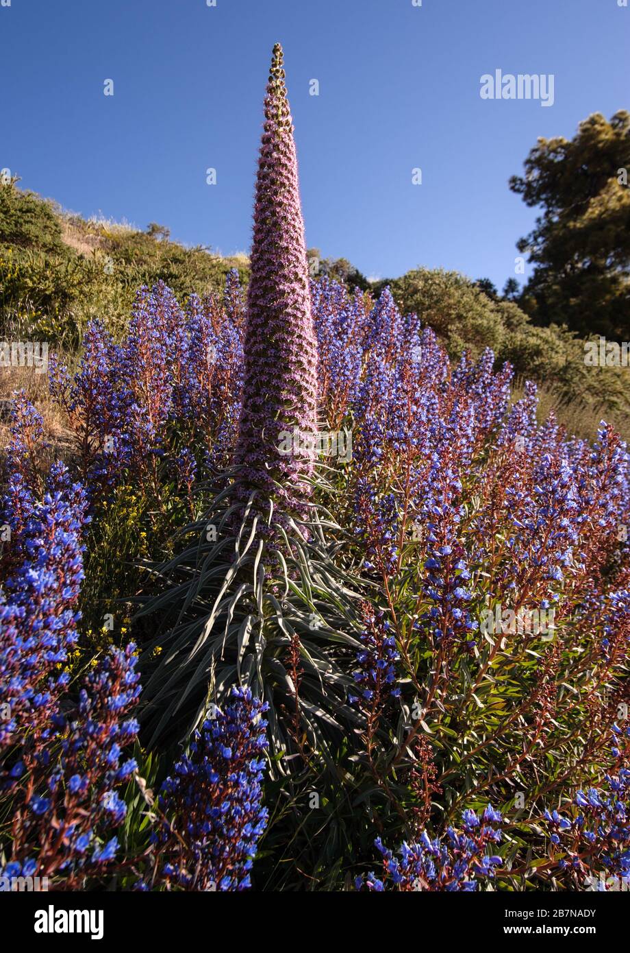 Echium perezii, an endemic subspecies of La Palma and Echium gentianoides (La Palma endemic) in their natural habitat Stock Photo