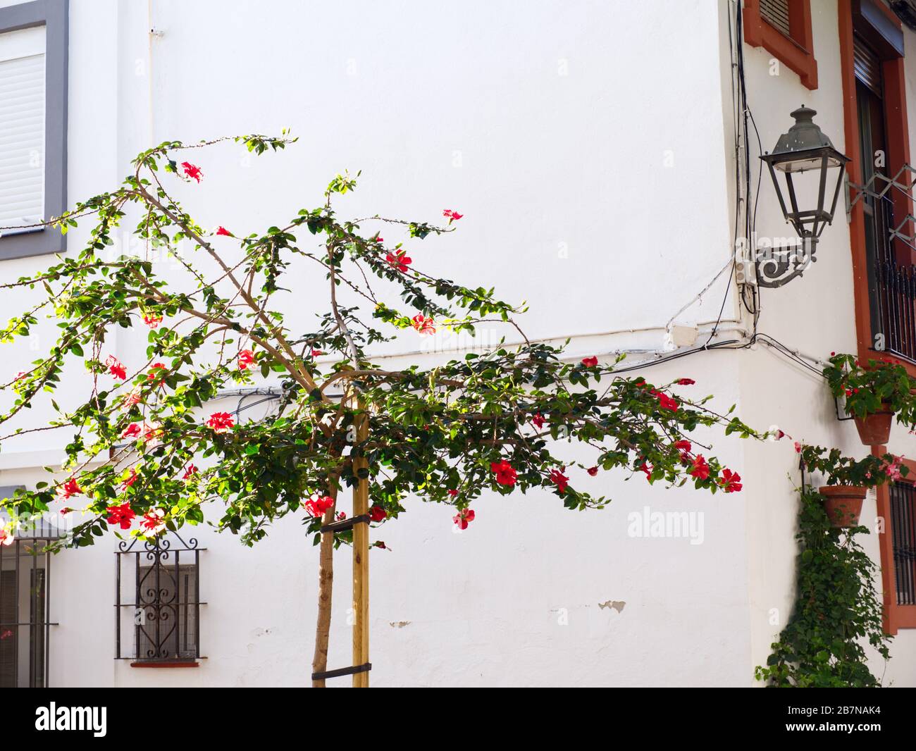 Breathtaking Estepona, Spain. The City of Flowers. Each cobbled street is lined with its individual coloured flower pots. Shops, restaurants, Culture. Stock Photo