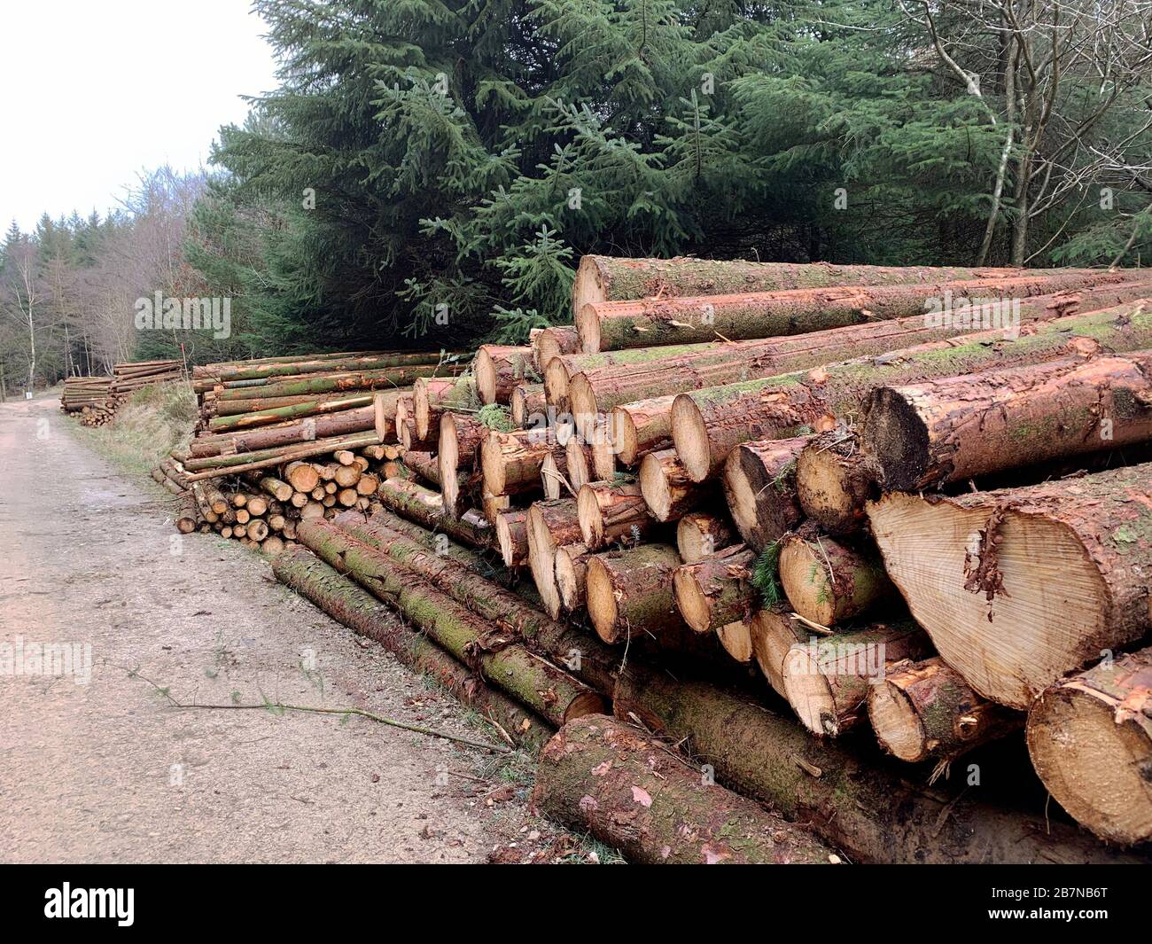 Tree trees forestry england cropton gary calton environment clim hi-res ...